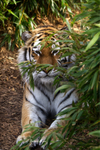 Amur Tiger - Taiga
