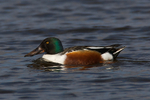 Shoveler (male)
