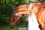 171-SLANEYSIDE_COOLEY-Lara_Chapple-WEDTrotUp+DR portfolio