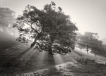 Early morning Rays