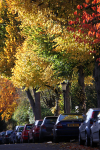 Bristol landscape_Autumn in full color. _ B01232_Ian Wade