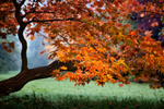 Acer Palmatum Amoenum
