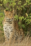 North Chinese Leopard - Atara watching from under the bush (WHF)