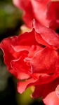 Azalea