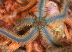 Ophiothrix fragilis