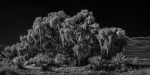 Spanish Moss