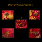 Gold Cheryl Hewitt Life on peacock tiger lilies