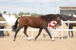 SBM_16976