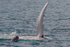 HB Calf Breach 8. 0A3A7857