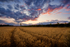 Wheat Field at Sunset