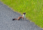 Stoat