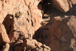 Well-camouflaged Viscacha on rock, Chile