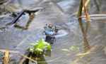 Common Frogs spawning, Bristol, BR_009