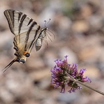 Scarce Swallowtail (Iphiclides podalirius)