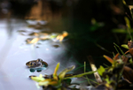 The Common Frog _ RAP007