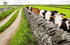 Peeping Cows