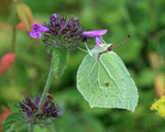 Brimstone (male) on Wild Basil, Ardley Wood Quarry, Oxfordshire