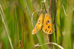 Peacock Pansy Butterfly