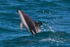 Dusky Dolphin breaching near Kaikoura