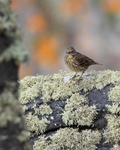 Rock Pipit standing on a cliff ledge on the Lizard Peninsula