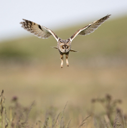 Birds of prey portfolio