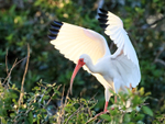 White Ibis wings raised, Venice Rookery, Florida