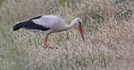 White Stork.