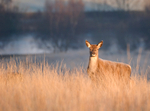 Red Deer Hind