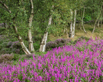Heather, Stanton Moor (3)