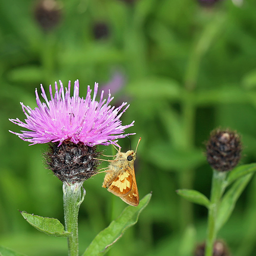 Black Knapweed Centaurea nigra