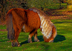 Shetland pony-43