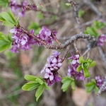 Mezereon (Daphne mezereon) 