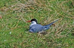 Arctic Tern