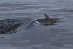 0A3A6295. Humpback and Dolphin