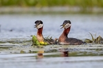 Red-necked Grebe