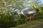 Grey Heron