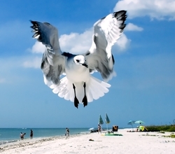 Birds 017