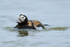 Long-tailed Duck (male) swimming, Iceland