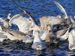 Herring Gulls squabbling over food thrown from boat, Norway