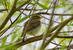 Willow Warbler fledgling