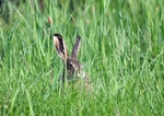 Brown Hare