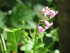 "Pink" Bluebell