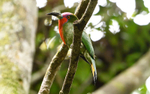 Red bearded bee-eater