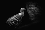 Vulture-RLP_8816