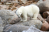IMG_1464 Svalbard