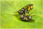 Mellinus arvensis (f)