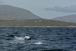 Commerson's Dolphin breaching, West Point Island, The Falklands