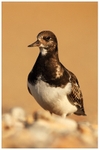 Turnstone
