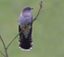 Female Cuckoo