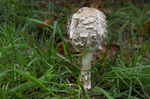 Fungi, Cholmondeley Castle, Cheshire